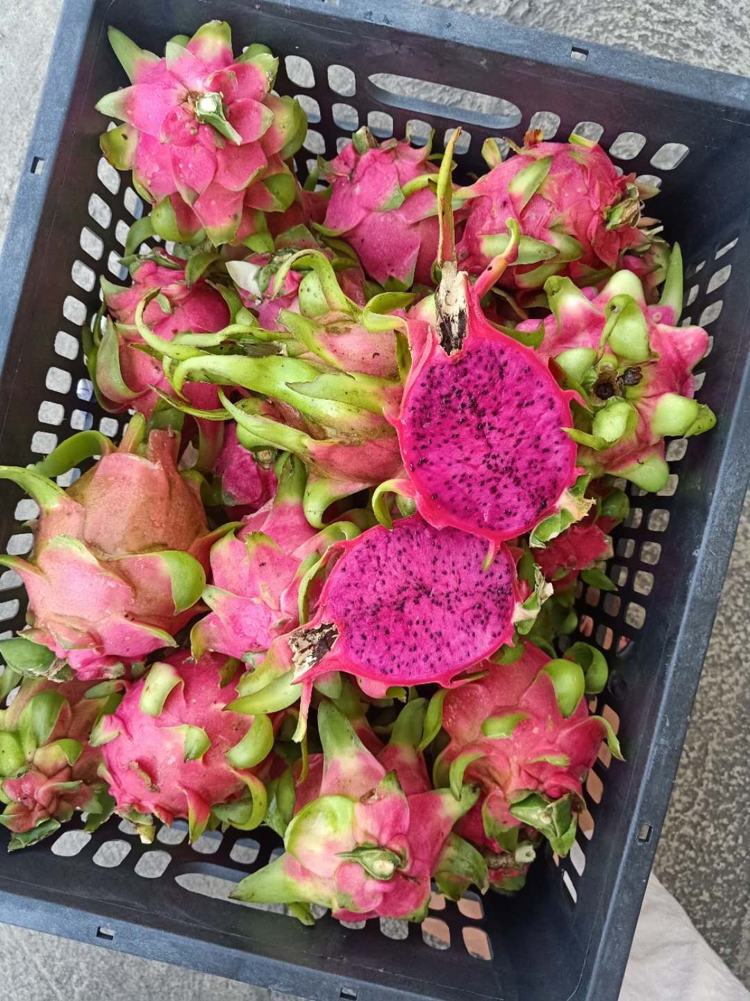 越南红心火龙果