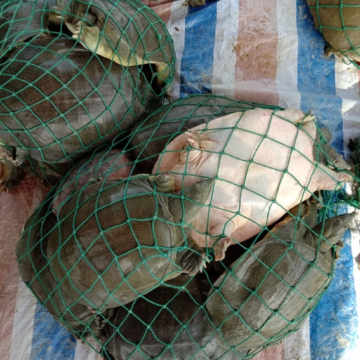 南丰县 吃鱼虾成长的淘汰老甲鱼