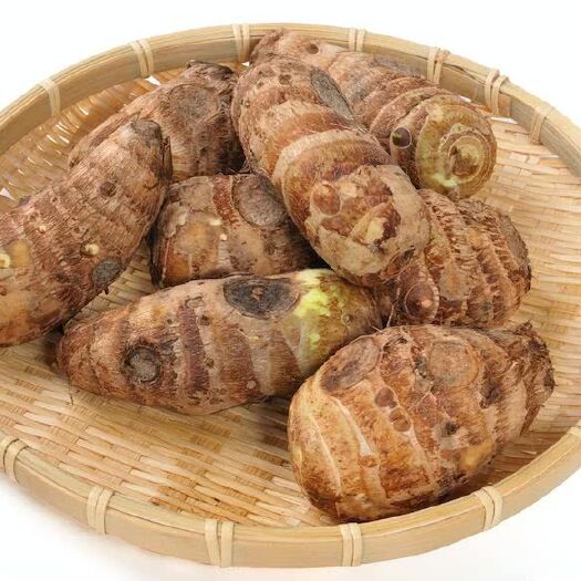 临朐县红芽芋 3cm以上
