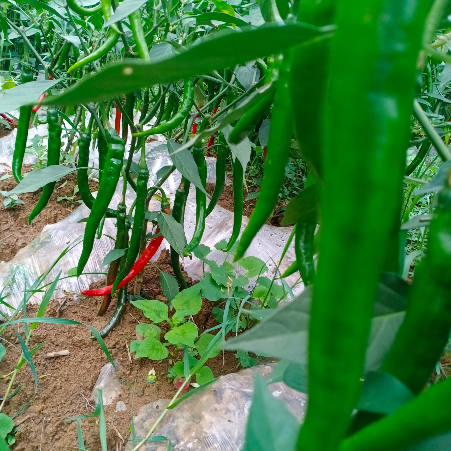 长红椒 青椒红椒露天种植