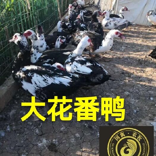 南宁 大花番鸭苗，基地孵化，出壳包打疫苗