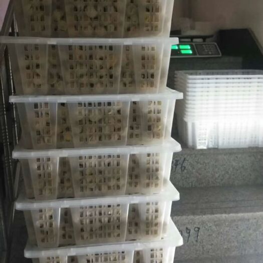 营口 新品上架菇娘果