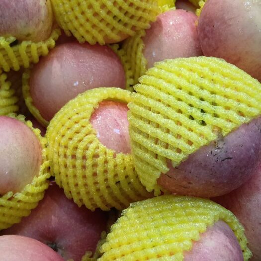 深泽县 美八苹果王琳   早富士，中秋王，国红，