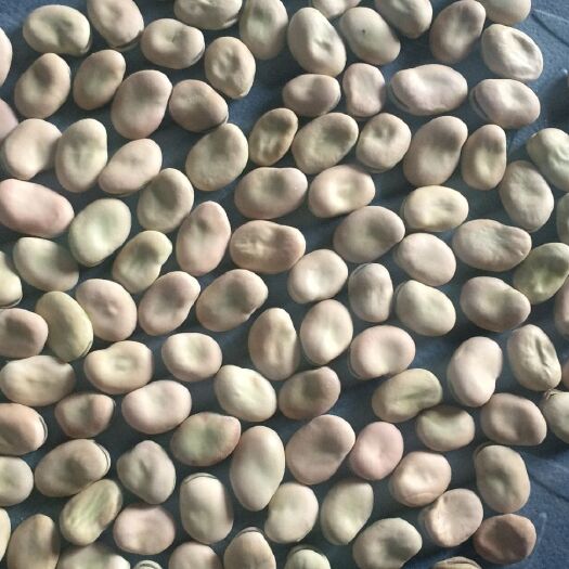 康乐县 甘肃蚕豆大量上市