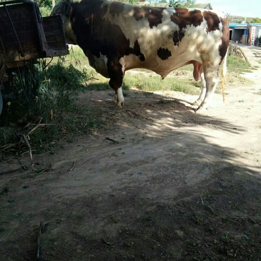 礼县肉牛 肉好！油