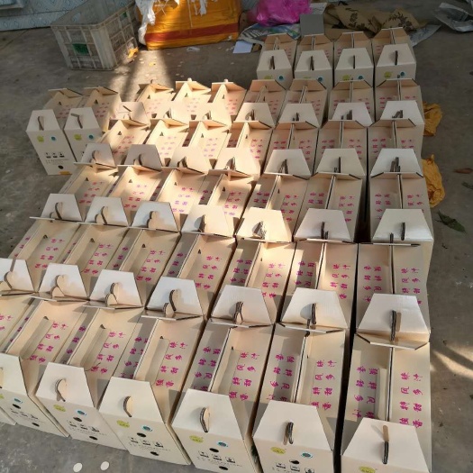 嵊州市黄桃 甘霖罗村果蔬基地
