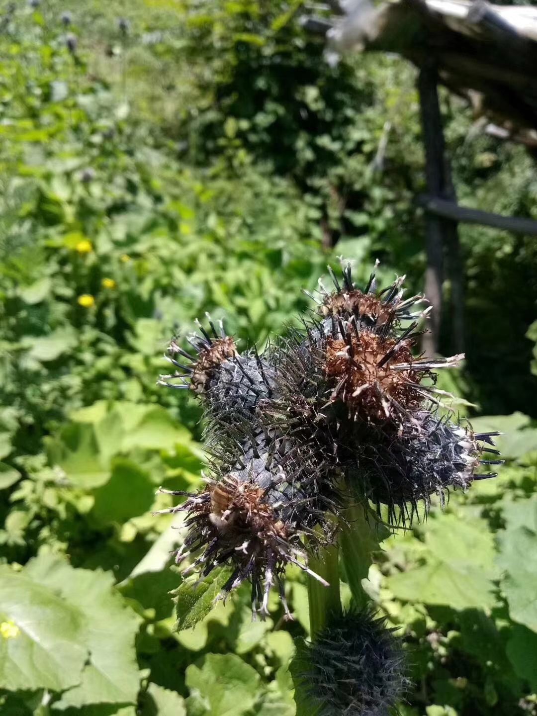 百花蜜 北川片口竹林沟自然保护区天然百花药花蜜