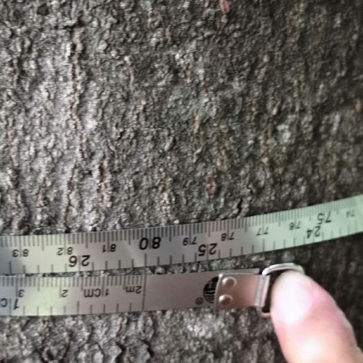 宜良县茶枝柑胎果 精品肋果茶16-24公分的，树型非常好要的赶紧联系我