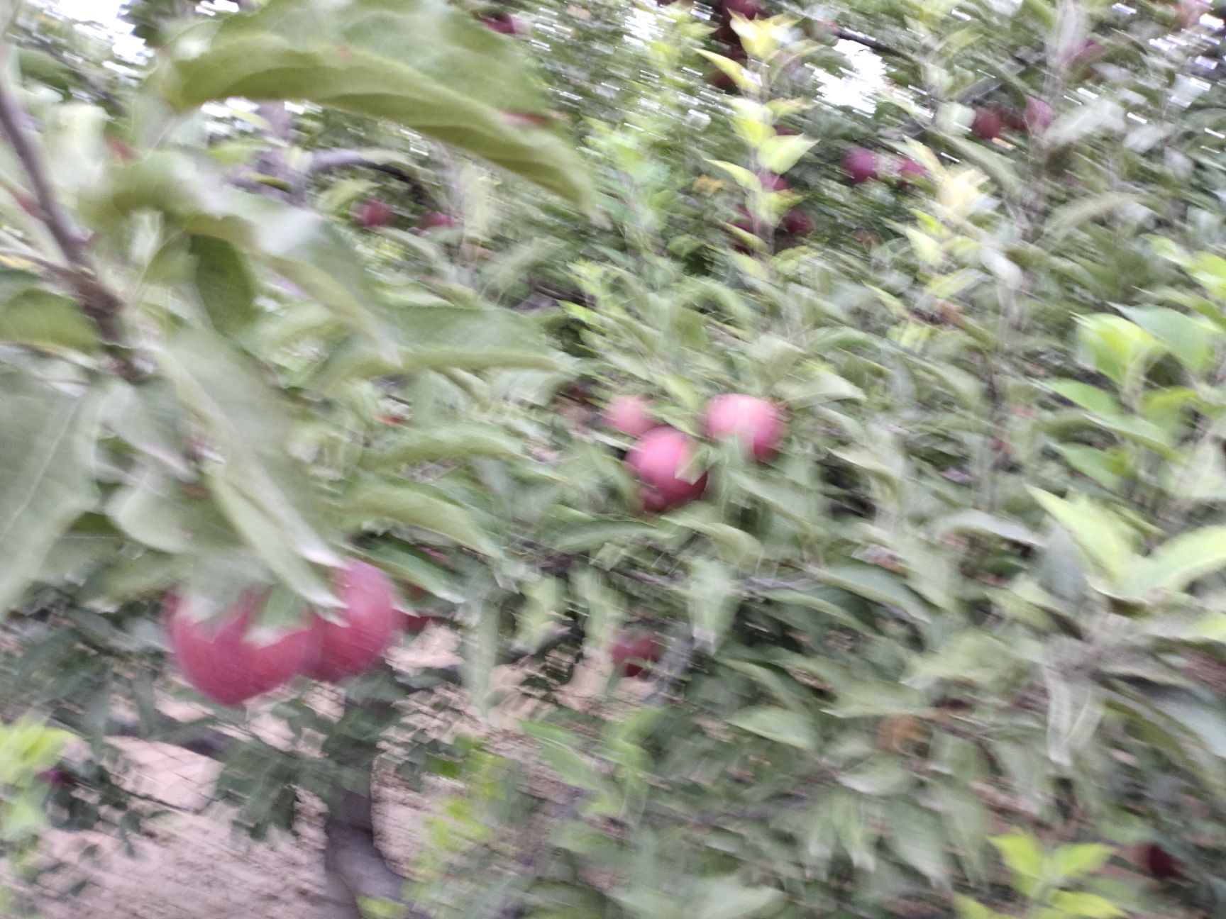  甘肃会宁关川砂田苹果(红星，富士)