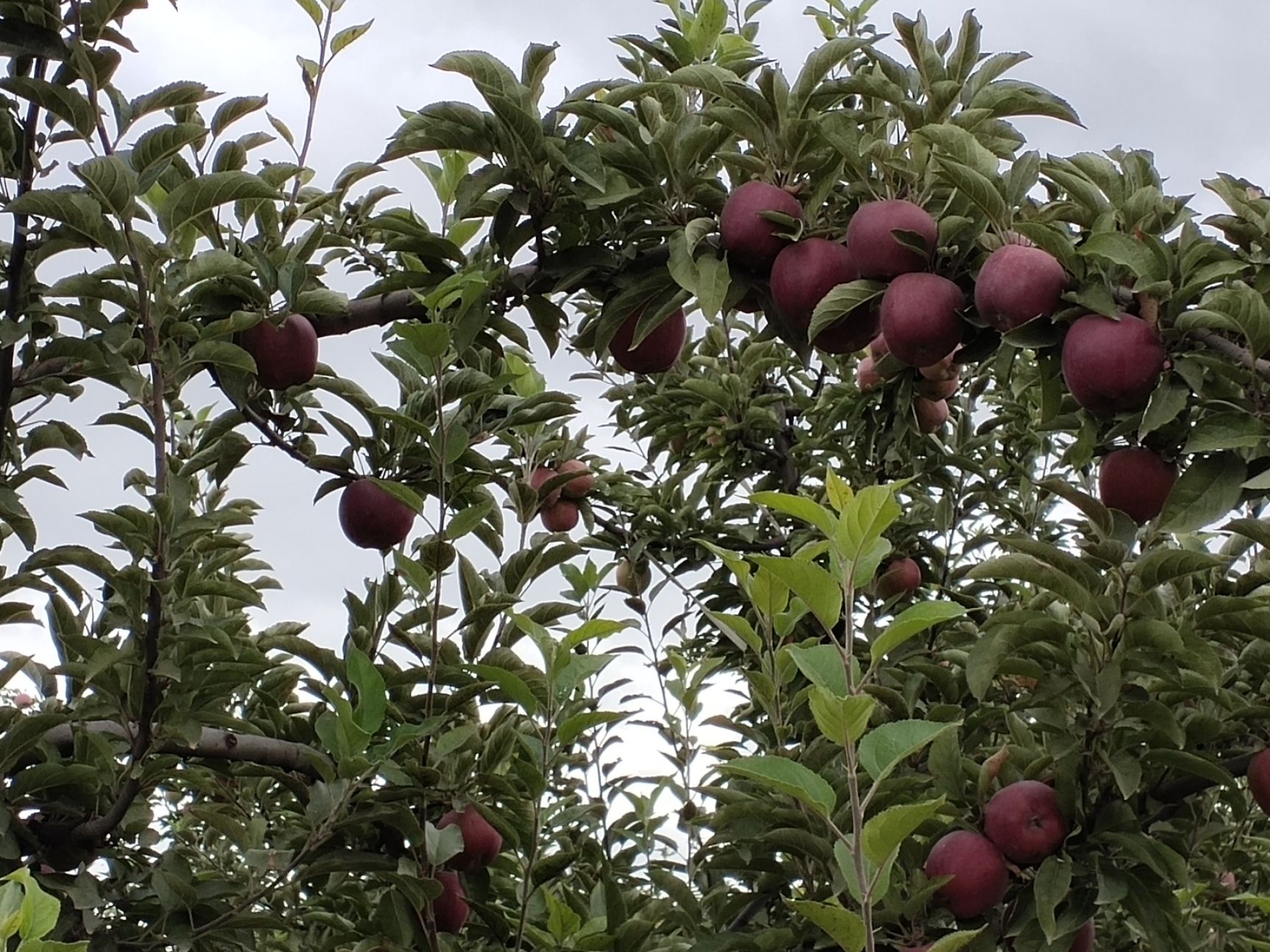  甘肃会宁关川砂田苹果(红星，富士)