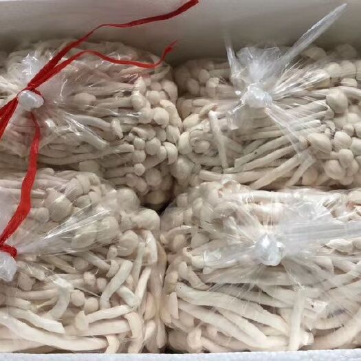 贞丰县 海鲜菇，白菜价，可零售可批发，欢迎下单。