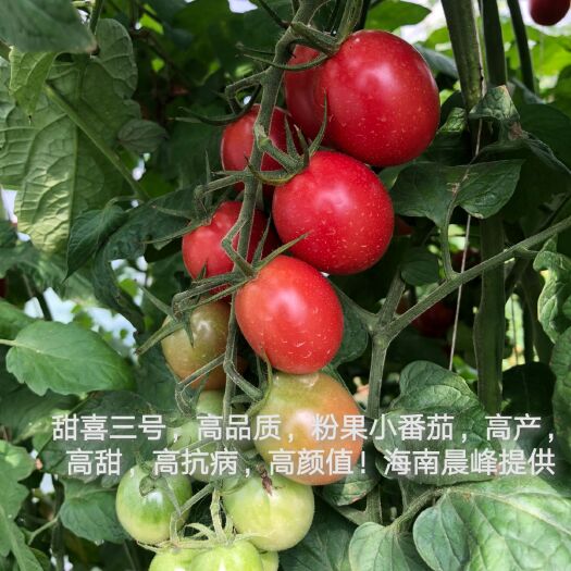 海口千禧，圣女果种子，小番茄种子，樱桃番茄种子，硬度好，圣女果