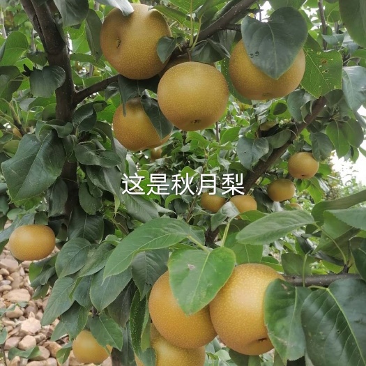鲁山县红香酥梨  各种品种的梨  口感好价格美丽 欢迎咨询