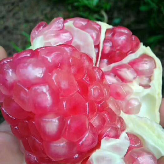蒙自市 云南软籽石榴