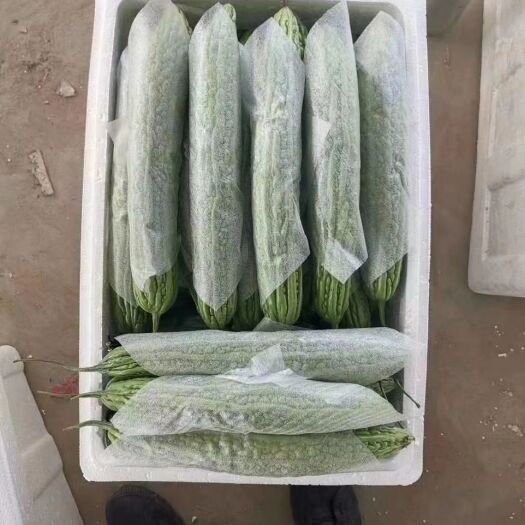 博爱县苦瓜 30~40cm