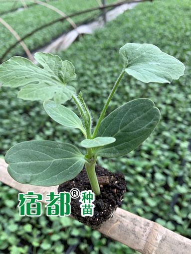 嫁接西瓜苗御都，美都西瓜苗，宿都种苗西瓜苗哥