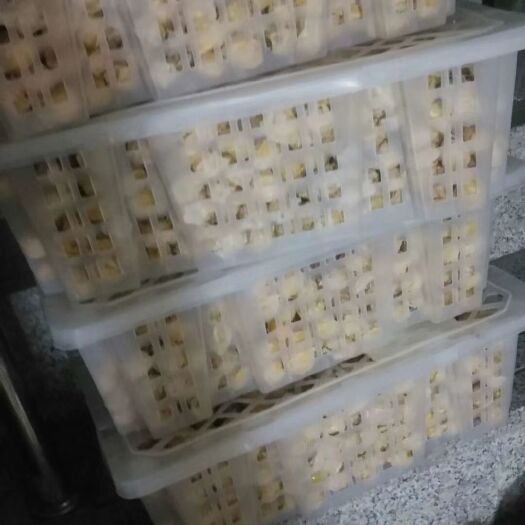 营口 龙江大地菇娘果