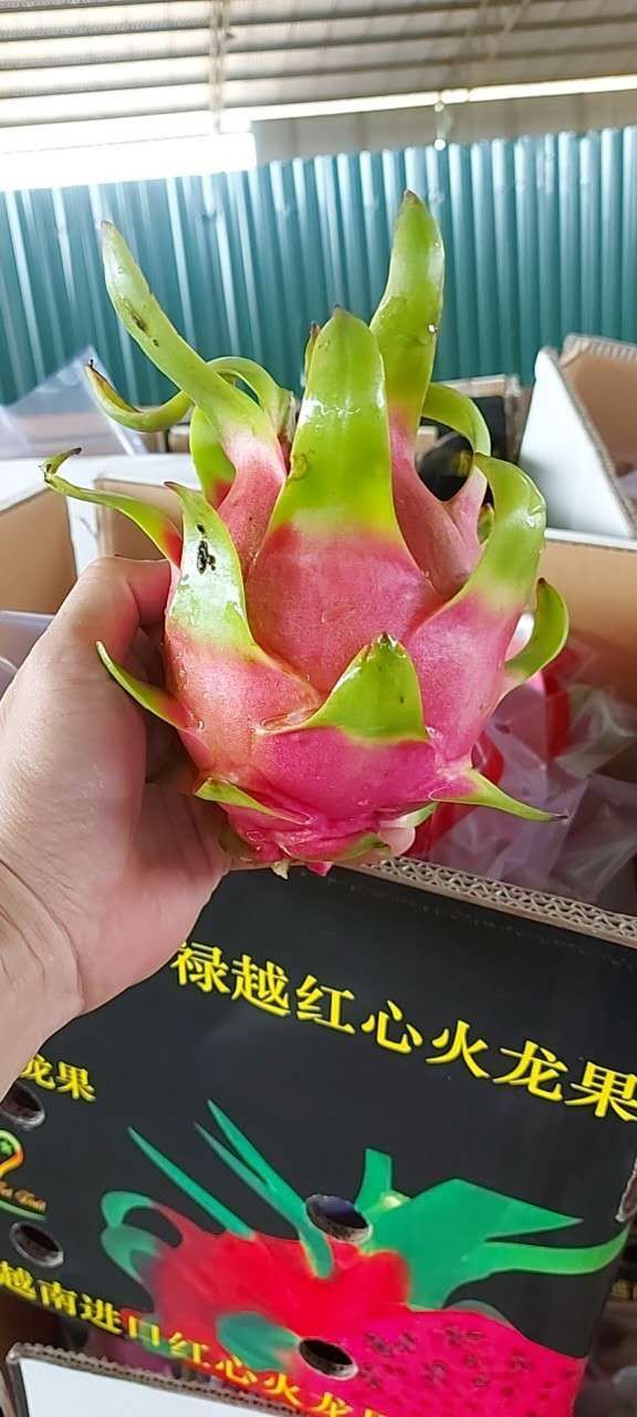 越南红心火龙果