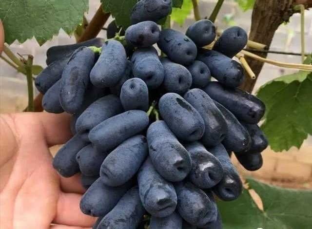 平邑县 蓝宝石葡萄苗甜蜜蓝宝石葡萄苗葡萄苗正宗蓝宝石葡萄