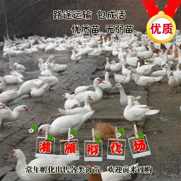 番鸭苗  白番鸭白洋鸭红嘴雁苗旱鸭苗吃草鸭除草鸭苗
