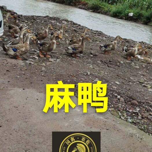 南宁 麻鸭苗统货，品种纯正，出壳包打疫苗