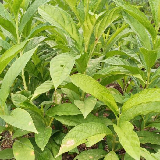 灵川县黄花倒水莲种苗 黄花倒水莲，别名鸡仔莲，有健脾利湿，调经，补血等