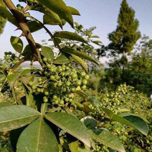 华阴市麻椒 一级 干花椒