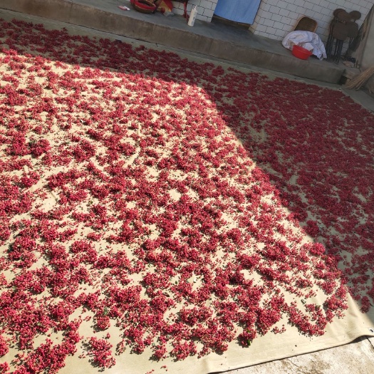 秦安县原种大红袍 物美，品种好，大红袍