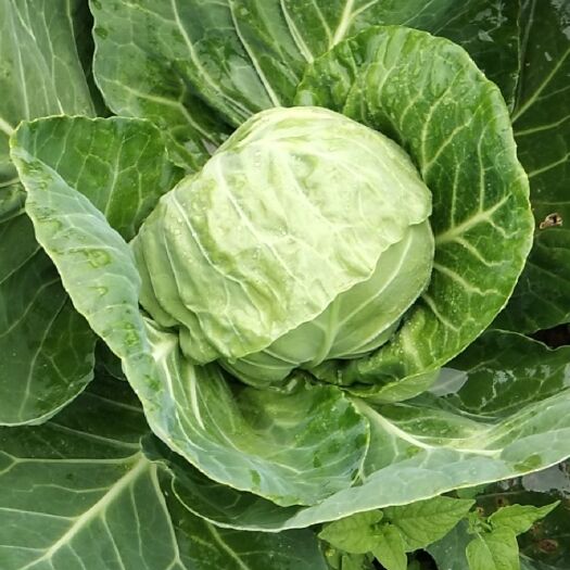 蔚县 蔚县旱地甘蓝。面包菜上市