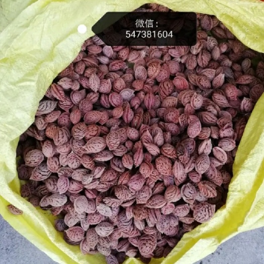 沂水县桃树种子 今年新毛桃种子，桃核，出仁率高。