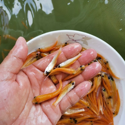 广州 黄金草鱼苗