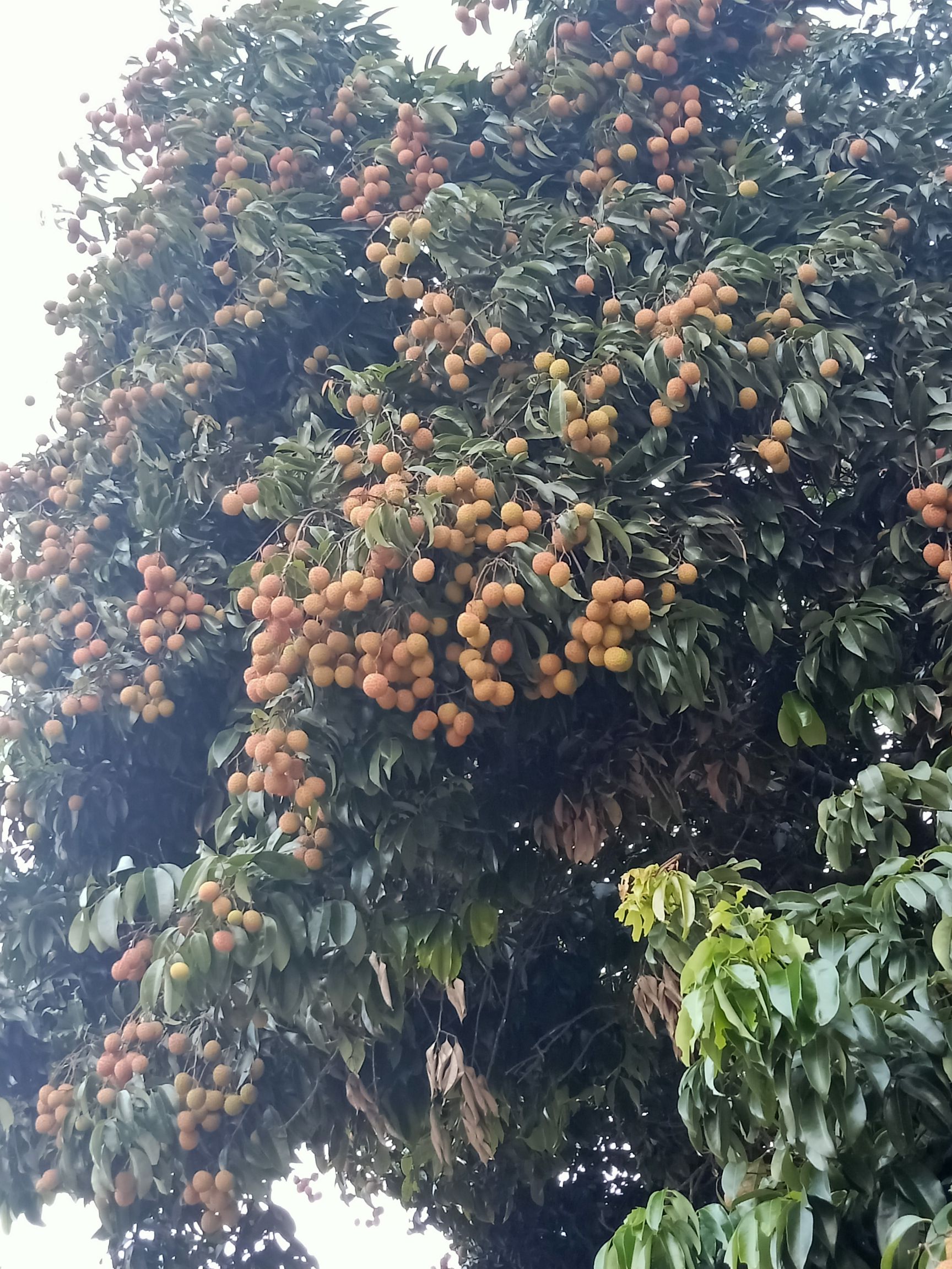  荔枝苗，各品种出售