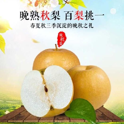 鄄城县 梨 晚秋黄梨 个大皮薄肉多核小