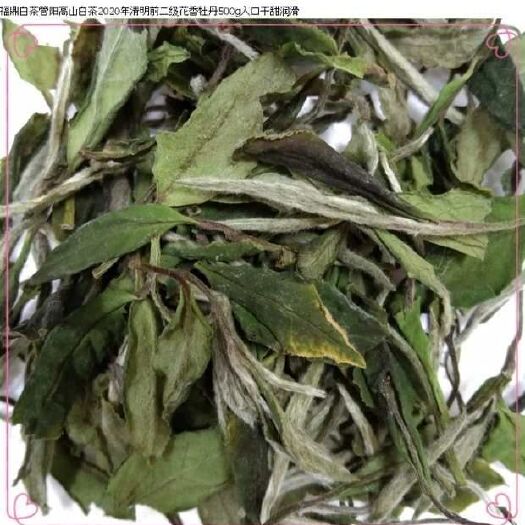 福鼎市 福鼎高山云雾白茶 二级白牡丹 需求量大的老板价格详谈