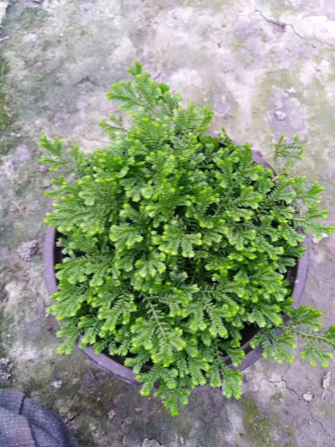 舞草 情人草，翠云草