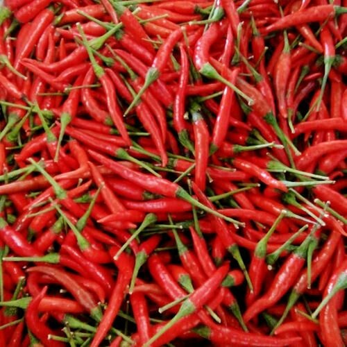 邯郸二荆条辣椒 小米椒