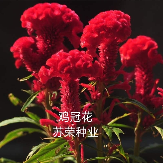 宿迁 鸡冠花种子四季种易活冠状鸡冠花种子羽状凤尾鸡冠花种子
