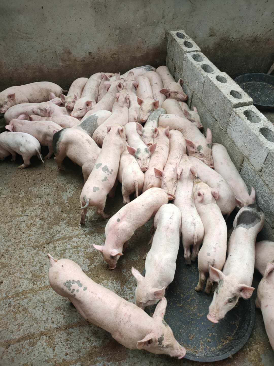 [土猪苗批发] 长期出售各品种猪苗,价格实惠价格1200元/头 - 惠农网