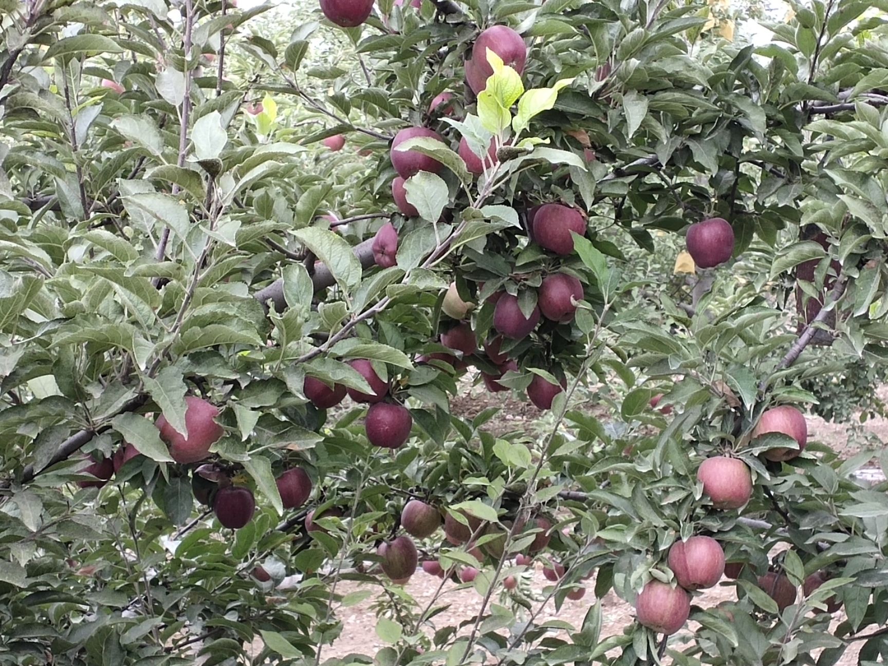  甘肃会宁关川砂田苹果(红星，富士)