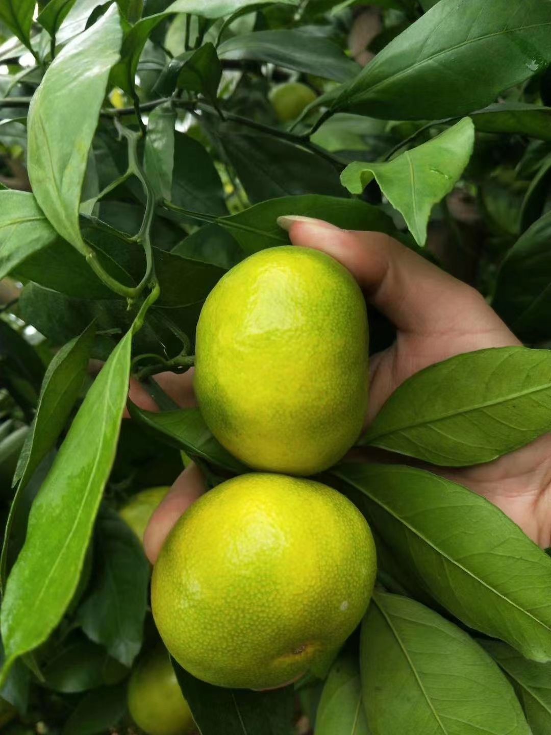 宜昌蜜桔  宜昌特早蜜橘