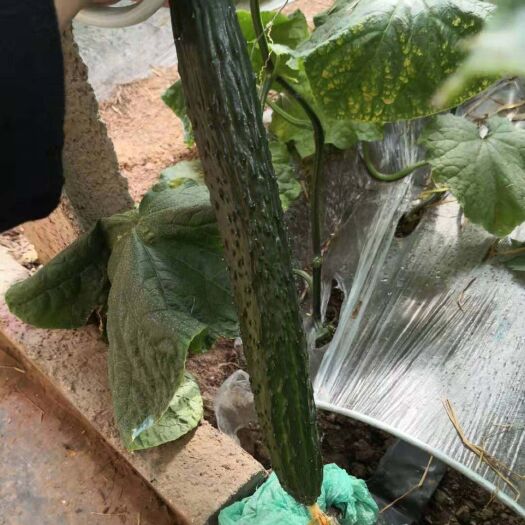 寿光市 黄瓜:强雌，短把密刺，抗病毒.粉病，高耐靶斑，霜霉病，