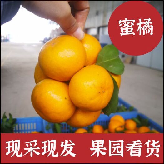 宜昌.湖北宜昌特别蜜橘柑桔果园看货订货.万亩基地，一手货源，