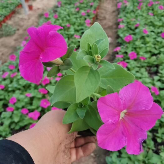 青州市矮牵牛 各种绿化用时令草花宿根地被大量供应