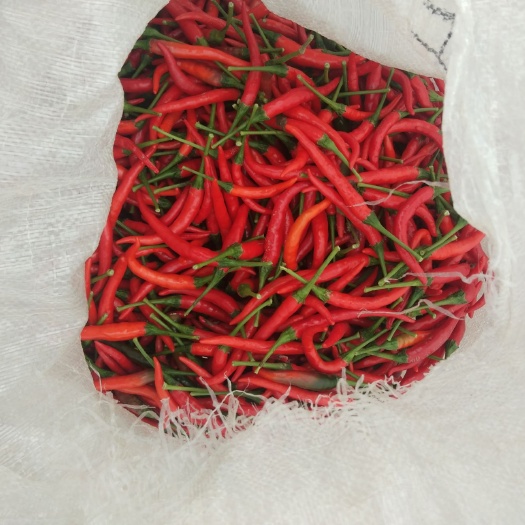 巩义市鲊辣椒 艳红107鲜椒  质量保证
