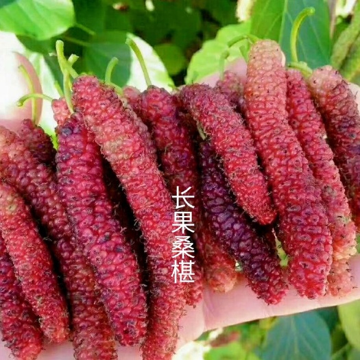 灵山县 养蚕桑桑树苗果桑树苗桑葚苗地栽盆果树苗南北方种植养蚕用桑树