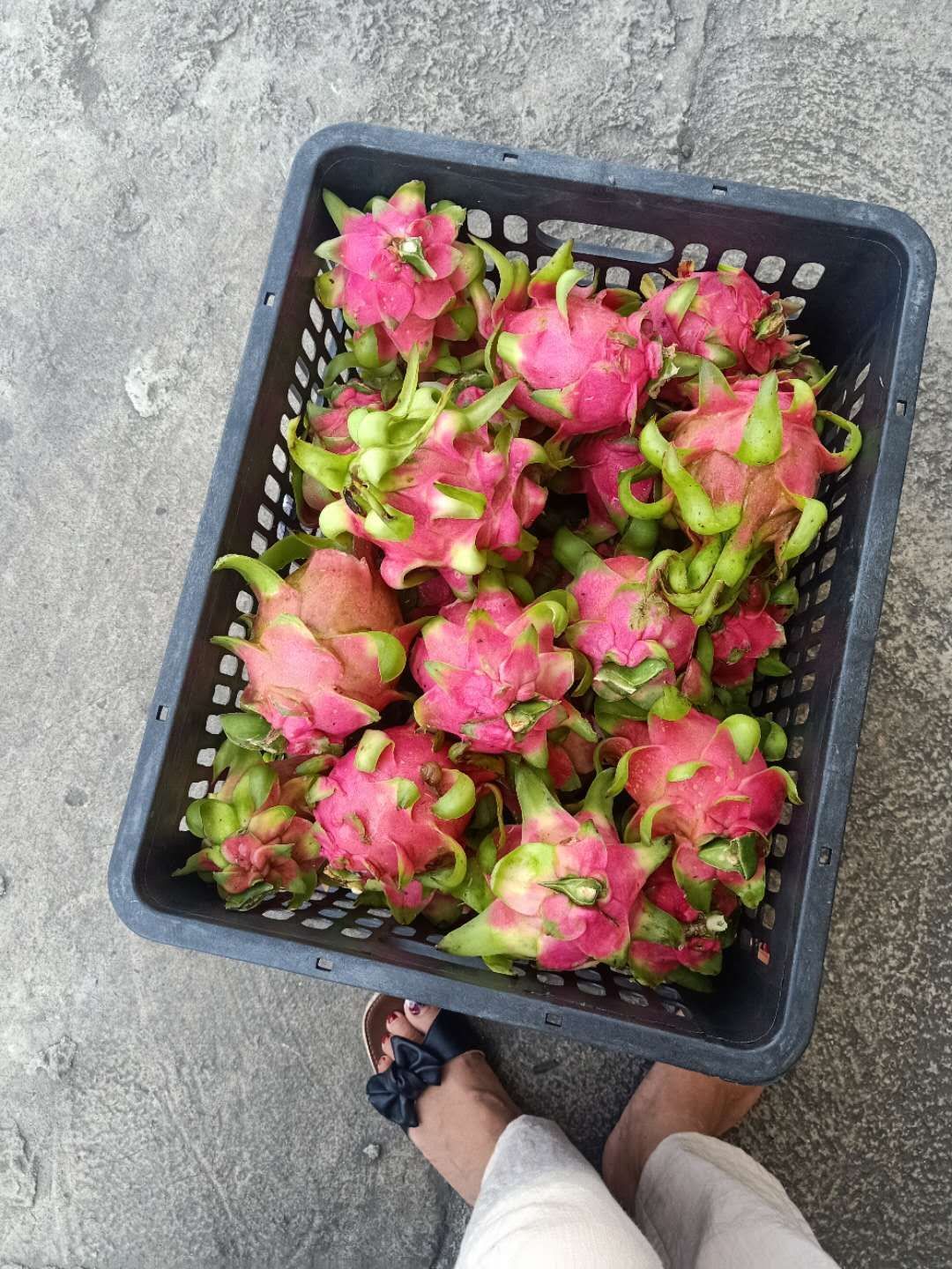 越南红心火龙果