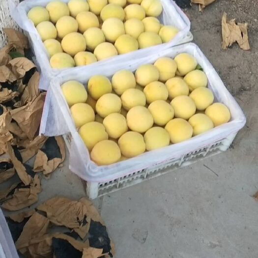 威县锦绣黄桃 55mm以上 4两以上