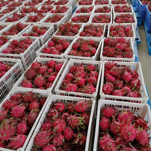  红心火龙果，全农家肥栽种；甜得像初恋 ，安全又放心，