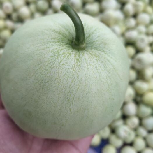 江永县 香瓜，甜瓜，0.5斤以上，货源量冲足，欢迎洽谈