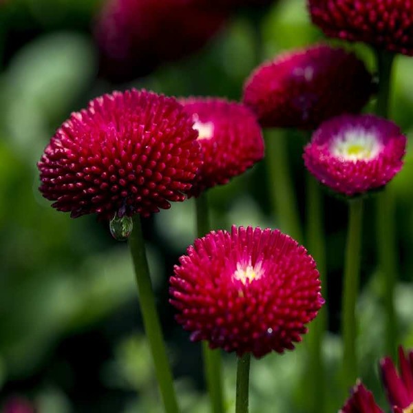  雏菊种子四季开花易活小雏菊花种籽植物矮杆花海花卉种子